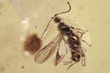 Fossil Parasitoid Wasps (Braconidae & Scelionidae) in Baltic Amber #339456-1